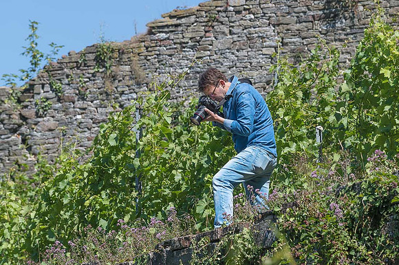 2026 07 04 vigne palissage n° 11