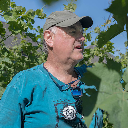2026 07 04 vigne palissage n° 13