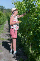 2026 07 04 vigne palissage n° 14