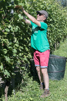 2026 07 04 vigne palissage n° 15