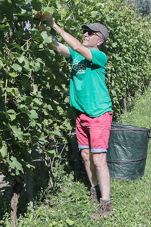2026 07 04 vigne palissage n° 15