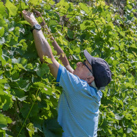 2026 07 04 vigne palissage n° 17