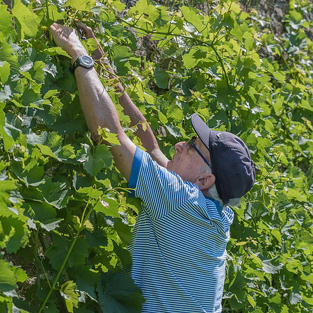 2026 07 04 vigne palissage n° 17