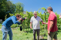 2026 07 04 vigne palissage n° 19