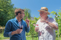 2026 07 04 vigne palissage n° 20