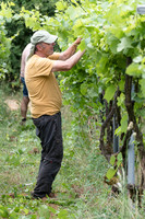 2026 06 29 Poirier du Loup n° 08