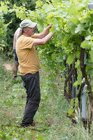 2026 06 29 Poirier du Loup n° 08