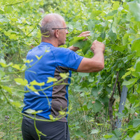 2026 06 29 Poirier du Loup n° 11
