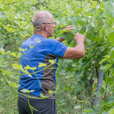 2026 06 29 Poirier du Loup n° 11