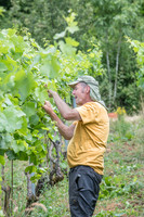 2026 06 29 Poirier du Loup n° 16