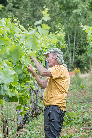 2026 06 29 Poirier du Loup n° 16
