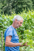 2026 06 29 Poirier du Loup n° 17