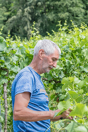 2026 06 29 Poirier du Loup n° 17