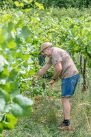 2026 06 29 Poirier du Loup n° 19