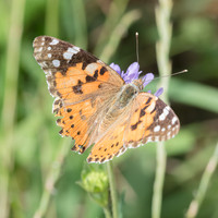 2026 06 29 Poirier du Loup n° 26