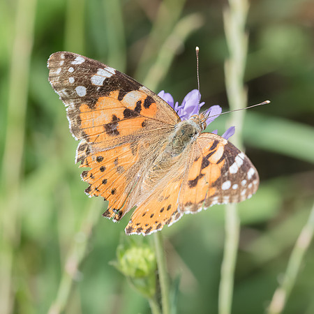 2026 06 29 Poirier du Loup n° 26