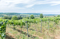 APRES 2026 06 29 Poirier du Loup n° 34