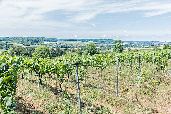 APRES 2026 06 29 Poirier du Loup n° 34