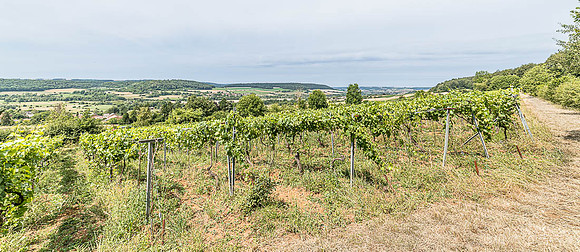 2026 06 30 Poirier du Loup n° 80