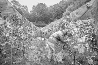2025 10 04 Villers-la-Vigne 010 N & B