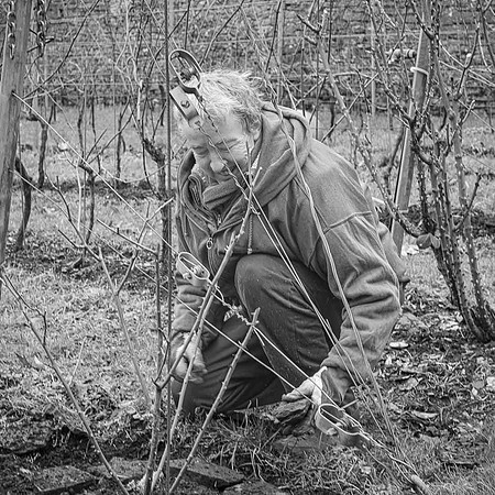 2026 02 14 Entretien vigne n° 01 N & B