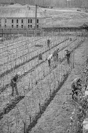 2026 02 14 Entretien vigne n° 12 N & B