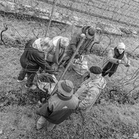 Vigneronnes et Vignerons en N & B