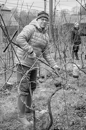 2026 02 14 Entretien vigne n° 04 N & B