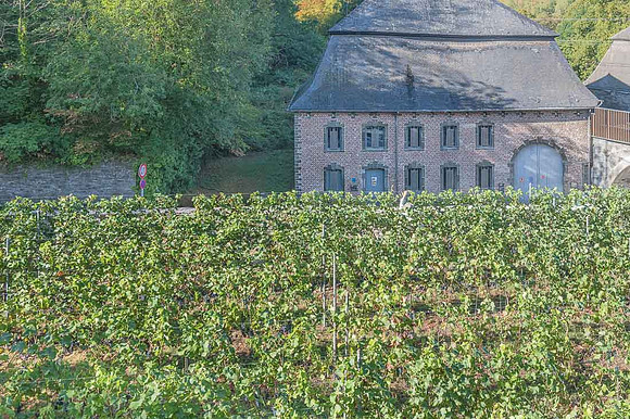 2026 08 22 Vigne filets 8 n° 01