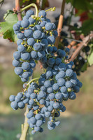 2026 08 22 Vigne filets 8 n° 03