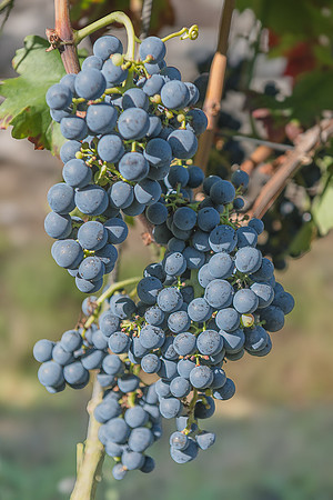 2026 08 22 Vigne filets 8 n° 03
