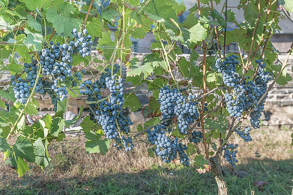 2026 08 22 Vigne filets 8 n° 02