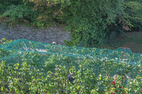 2026 08 22 Vigne filets 8 n° 05