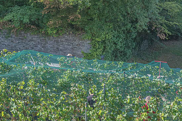 2026 08 22 Vigne filets 8 n° 05