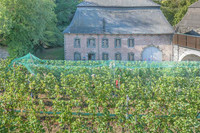 2026 08 22 Vigne filets 8 n° 04