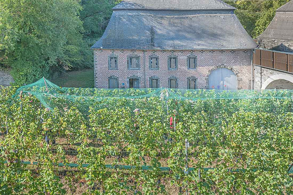 2026 08 22 Vigne filets 8 n° 04