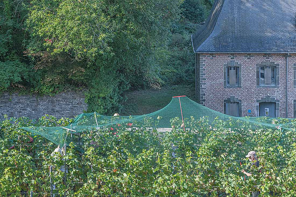 2026 08 22 Vigne filets 8 n° 06