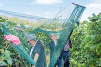 2026 08 22 Vigne filets 8 n° 08