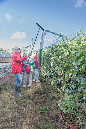 2026 08 22 Vigne filets 8 n° 07