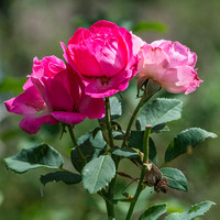 2026 09 12 pré-vendange n° 05