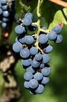 2026 09 12 pré-vendange n° 04