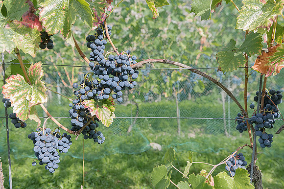 2026 09 12 pré-vendange n° 06