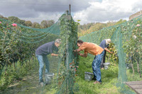 2026 09 12 pré-vendange n° 14