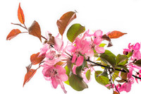 Flore