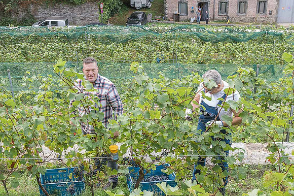 2026 09 19 Vendanges V-l-Vigne n° 40