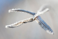 Macro nature