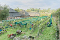 2026 09 19 Vendanges V-l-Vigne n° 12