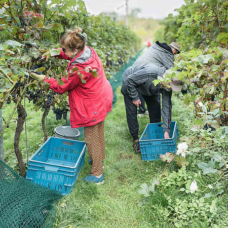 2026 09 19 Vendanges V-l-Vigne n° 13
