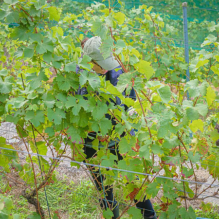 2026 09 19 Vendanges V-l-Vigne n° 41