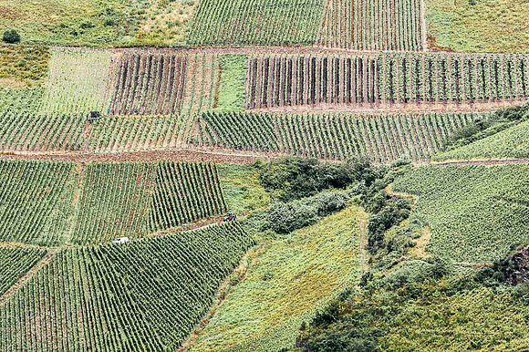 Vignes entre Bacharach et Oberwesel, Rhin rive gauche 2009
